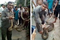 লোকালয়ে এসে আস্ত ছাগল গিলে খেলো অজগর!