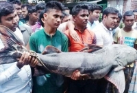 কুড়িগ্রামের ব্রহ্মপুত্র নদে জাল ফেলতেই ওঠে এলো ৭৫ কেজির বাঘাইড়