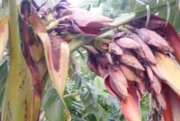 এক কলাগাছে ৫৫ মোচা!