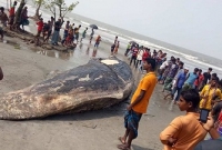 সমুদ্র সৈকতে ভেসে এলো ৪৫ ফুট লম্বা মৃত তিমি