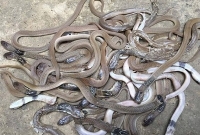 বাড়ির উঠানে ৭০টি গোখরা সাপ