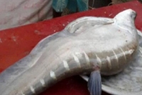 সোনাই নদীতে ধরা পড়ল ৪ ফুট লম্বা বিশাল রাঘব চিতল!