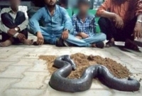 দুই মুখওয়ালা সাপ- দাম ৭৫ লাখ টাকা!