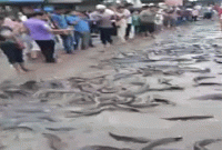 টঙ্গিতে বৃষ্টিতে মহাসড়কে মাছের গড়াগড়ি