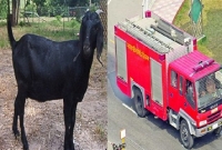 ছাগল উদ্ধারে ফায়ার সার্ভিস