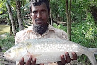         রীতিমত চাঞ্চল্য! এক ইলিশের দামই ৬ হাজার টাকা