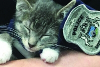 পুলিশে চাকরি পেল বিড়াল