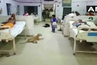 হাসপাতালের ওয়ার্ডে  রোগীদের সঙ্গে বসবাস করছে রাস্তার কুকুর!