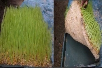 পিরোজপুরে মাটিবিহীন ঘাস চাষে আবিরের সাফল্য