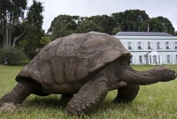 আট রাজা আর ১৮ শাসকের শাসনকাল পার করে এখনো দিব্যি চলাফেরা করছে জোনাথন! 