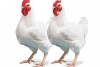 হাঁস-মুরগি উল্টো করে ঝুলিয়ে নিলে ২০০ টাকা জরিমানা