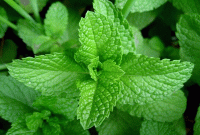 তুলসী পাতায় সারবে সাতটি মরণ ব্যাধি রোগ