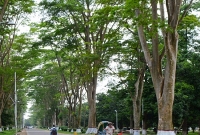 ক্ষুধা নিবারণে রাতের আঁধারে আম, রাবি ছাত্রকে পুলিশে দিল কর্তৃপক্ষ!