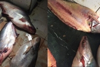 পাঙ্গাস যখন কোরাল মাছ!