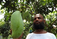 মাগুরায় উদ্ভাবিত নতুন জাতের আম ‘ইয়াসমিন’ এর ওজন ৪ কেজি!
