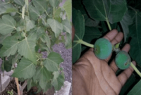 খুলনার মাটিতে পবিত্র কোরআনে বর্ণিত তীন গাছ বেড়ে উঠছে