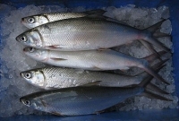 এবার ইলিশকে টক্কর দিতে আসছে ‘মিল্ক ফিশ’!