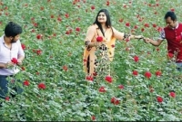 ঢাকার অদূরে গোলাপ গ্রাম ঘুরে আসুন মাত্র ২৫০ টাকায়