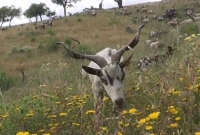 দাবদাহ ঠেকাতে ছাগল ভাড়া করলো পর্তুগিজ সরকার! অদ্ভুত কিন্তু কার্যকর এ উপায়