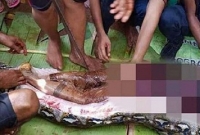 বিশাল আকৃতির পাইথনের পেট কাটতেই বেরিয়ে এলো নিখোঁজ মহিলার দেহ! 