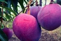 এবার দেখা যাবে বেগুনি রঙের আম!