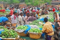 আমের সর্বনিম্ন দাম রাজশাহীতে!