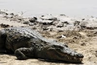 স্ত্রীকে টেনে নিয়ে গেল কুমির, লাঠিপেটা করেও আটকাতে পারল না স্বামী