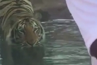 মোবাইলে ব্যস্ত তরুণ, এগিয়ে আসছে বাঘ, অতঃপর... 