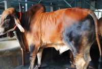      কুরবানি আবশ্যক হয় কী পরিমাণ সম্পদ থাকলে?