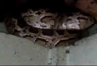 ভাত বাড়তে গিয়ে 'শব্দ' শুনে রান্নাঘরের ছাদে তাকাতেই হাড়হিম গৃহবধূর!