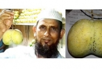 চাঁদপুরে জমজ আমের সন্ধান! মূল্য কত জানেন?