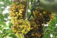 গাজীপুরের এই ‘আজব কাঁঠাল’ দেখতে হাজার হাজার লোকের ভিড়