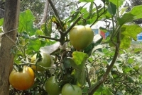 কুষ্টিয়ায় বেগুন গাছে টমেটো!