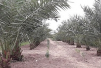 আরবের খেজুর এবার বাংলাদেশের মাটিতে