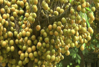 লটকন খেলে কি হয়?