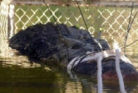 দানব কুমির ধরা পড়ল ৮ বছরের চেষ্টার পর!