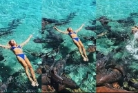 ফটোশুটের সময় হাঙরের হামলা, প্রাণে বাঁচলেন ক্যাটারিনা