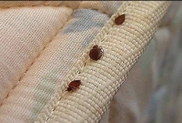 বাসা থেকে দ্রুত ছারপোকা তাড়াতে যা করণীয়