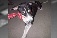 ধর্ষিত কুকুর হাসপাতালে ভর্তি, অভিযুক্ত গ্রেফতার!