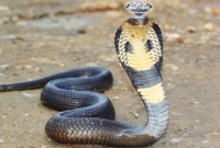 সাপের মাথার মণি আসলে কি? আদৌ কি সাপের মাথায় মণি থাকে?