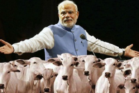 পাল পাল গরু নিয়ে আফ্রিকায় যাচ্ছেন মোদী