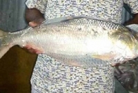 ইলিশটির দাম সাড়ে ১৪ হাজার টাকা! এতো বড় ইলিশ অতীতে ধরা পড়েনি