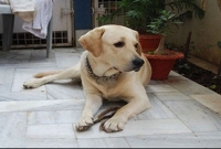 খেতে না পাওয়া গরিব যুবককে কোটিপতি বানিয়ে দিলো পোষা কুকুর!