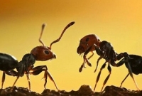 জানেন কি, দু’টি পিঁপড়ে মুখোমুখি হলে কী করে? জানলে অবাক হবেন