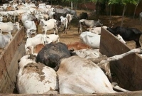 ভারতে অনাহারে ৫০০ গরুর মৃত্যু! 