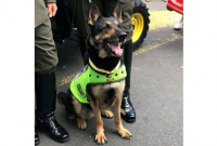 কুকুরের মাথার দাম ৫৬ লাখ টাকা!