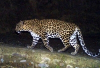 বাইকে যাচ্ছিলেন দম্পতি, কোলের শিশুকে ছিনিয়ে নিল চিতা বাঘ!