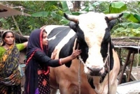 এটাই দেশের সবচেয়ে বড় কুরবানির গরু! মুল্য কত জানেন?