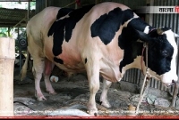 এবার দেশের সবচেয়ে বড় কোরবানির পশু ‘রাজা বাবু’র দাম ২২ লাখ টাকা! এবার দেশের সবচেয়ে বড় কোরবানির পশু ‘রাজা বাবু’র দাম ২২ লাখ টাকা!