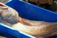 জেলের জালে ধরা পড়া মাছটি বিক্রি হলো  সাড়ে পাঁচ লাখে!